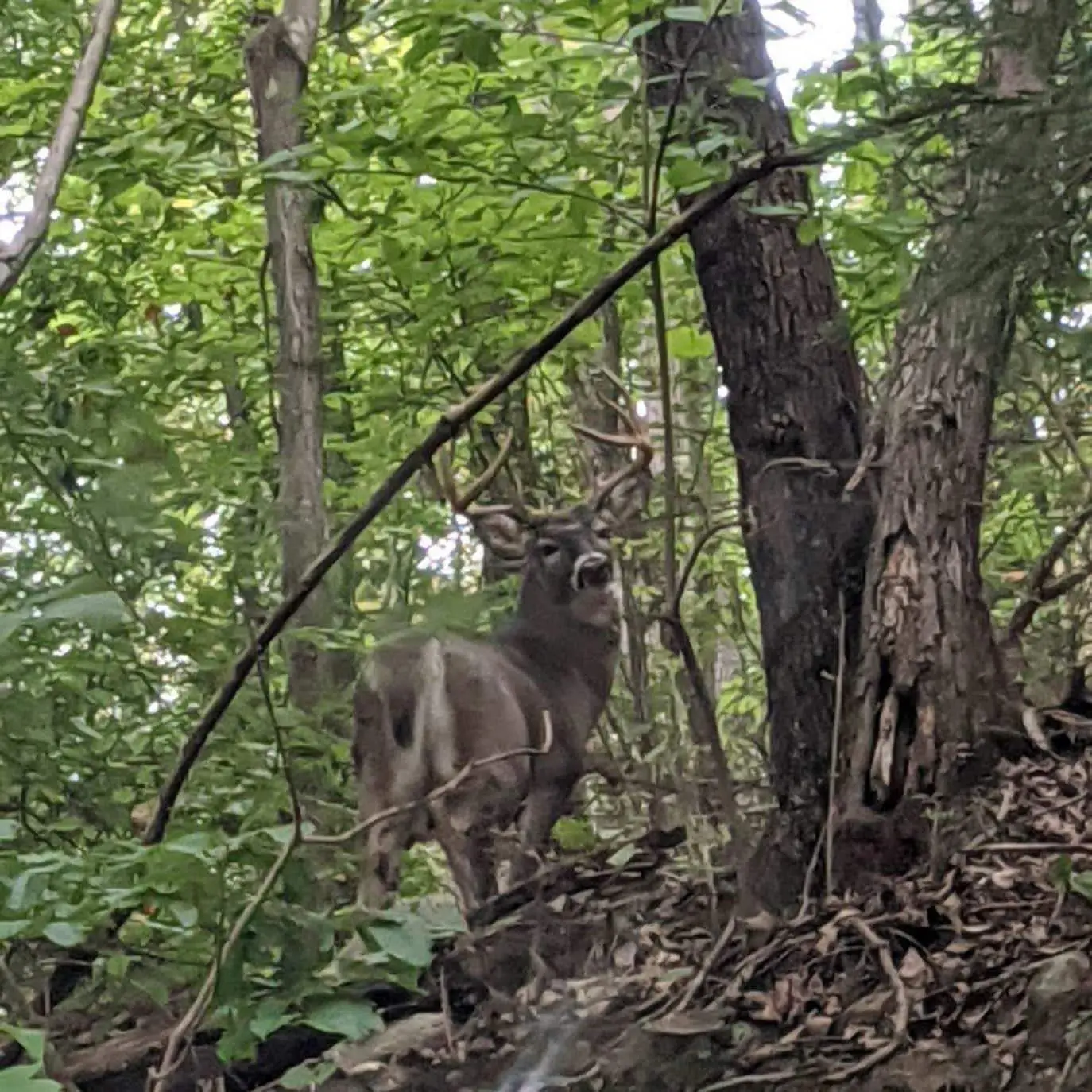 Legacy gallery image: Deer.dsprtrhi